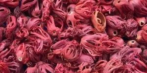 Whole Mace Spice