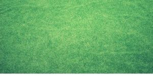 Artificial Grass Carpet