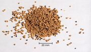 Mustard Seeds