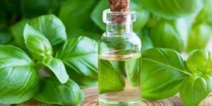 Tulsi Essential Oil