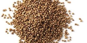 Coriander Seads