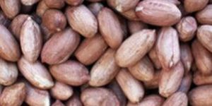 Groundnuts