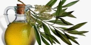 Eucalyptus Oil