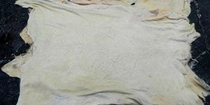 Raw Ox Hides