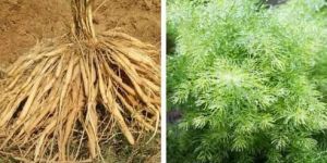 Shatawar Contract Farming