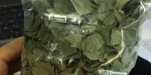 Moringa Leaves