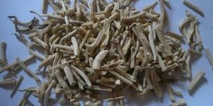 White Shatavari Root