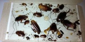 Cockroach Trap