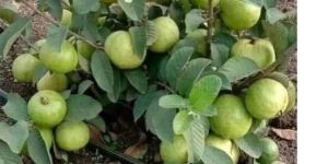 Guava Plant