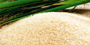 1121 White Sella Rice