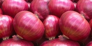 Onion
