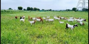 Goat Farming Services