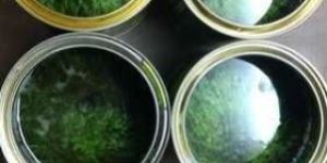 Aloe Vera Wax