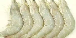 Sea Prawns