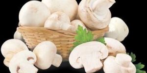 Premium Button Mushroom