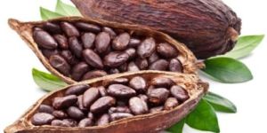 Cocoa Beans