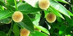 Outdoor Kadamba Plant