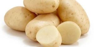 Fresh Potato