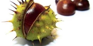 HORSE CHESTNUT