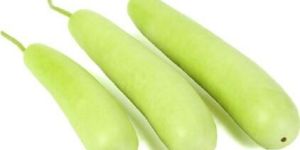 Fresh Bottle Gourd