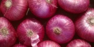 Organic Onion