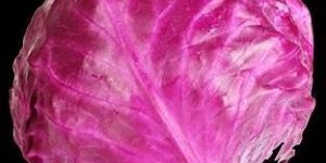Red Cabbage