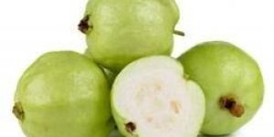 Fresh Guava