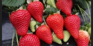 Nabila Strawberry Plant