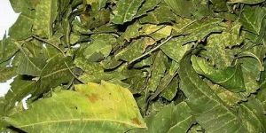 Dried Neem Leaves