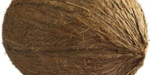 Brown Coconut