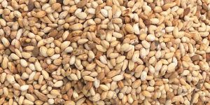 Neem Seeds