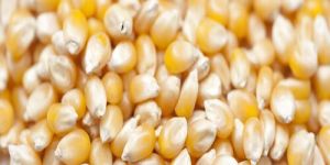 Corn Seeds
