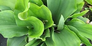 Aromatic Ginger Plant