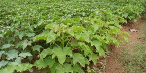 Jatropha Plant