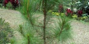 Khasi Pine Plant