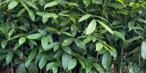 Mahogany Plant