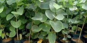 Red Sandalwood Plant