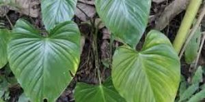 Sugandh Mantri Plant