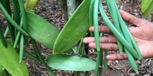 Vanilla Plant