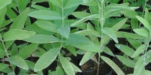 White Sandalwood Plant