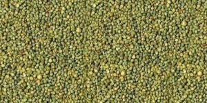 Green Millet Seeds