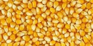 Maize Seeds