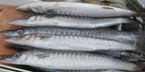 Frozen Barracuda Fish