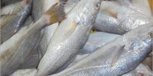 Silver Croaker Fish