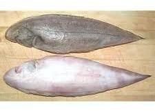Sole Fish
