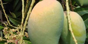 Gir Kesar Mangoes