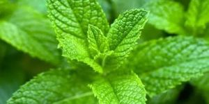 Peppermint Oil