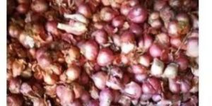 Shallots Onion