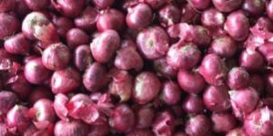 Fresh Red Onion