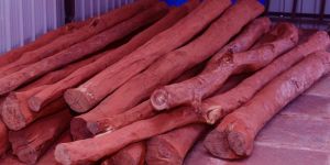 White-Red Sandalwood Logs